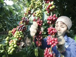 ການສົ່ງອອກ - ຈຸດພົ້ນເດັ່ນຂອງ  ພື້ນຖານເສດຖະກິດຫວຽດນາມໃນປີ 2011